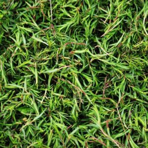 Taze Zahter (Dağ Kekiği) 1 KG